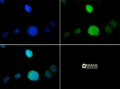 Immunocytochemistry/ Immunofluorescence: Histone H3 [p Thr6, Monomethyl Lys9] Antibody - BSA Free [NB21-1052]